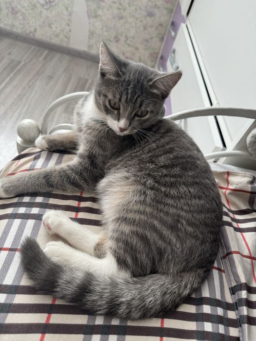 отдам котенка в хорошие руки