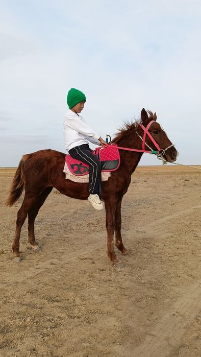 Семіз ірі, жуас мінгі ұрғашы жабағы.