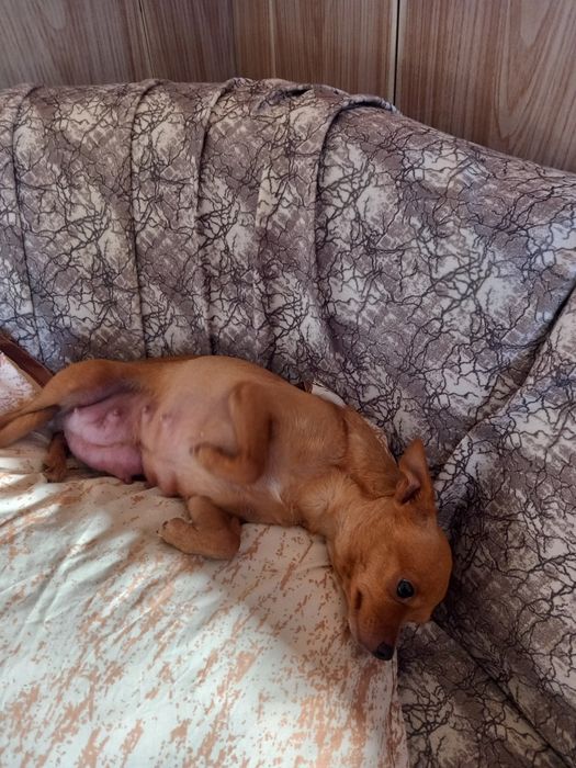 Чихупинчери. Три момчета.