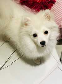 Pomeranian fetita