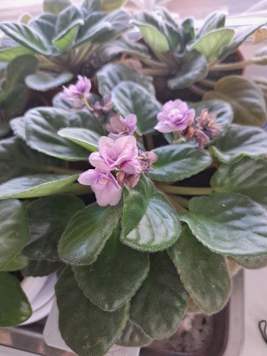 Продаются фиалки