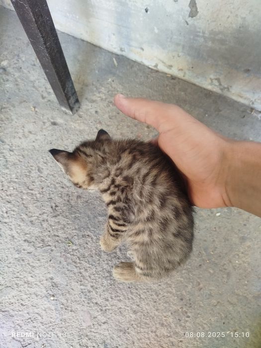 Кошка "порода" бенгальские