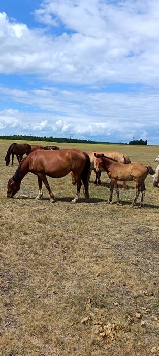 Продам лошадей Кобылы с жеребятами