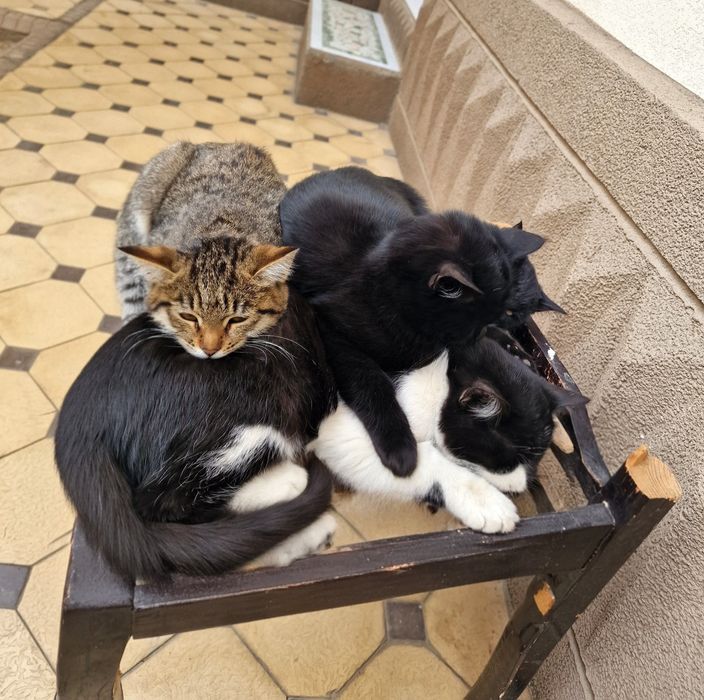 Mushuk bolasi 3 oylik