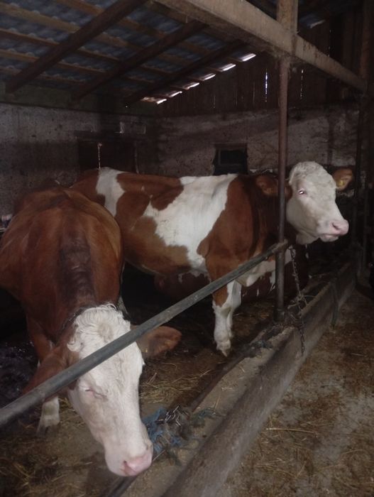 Vând vaci, 15 mame, 3 juninci (2gestante)