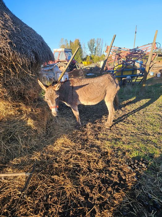 2 magarite 2000 lei amandoua