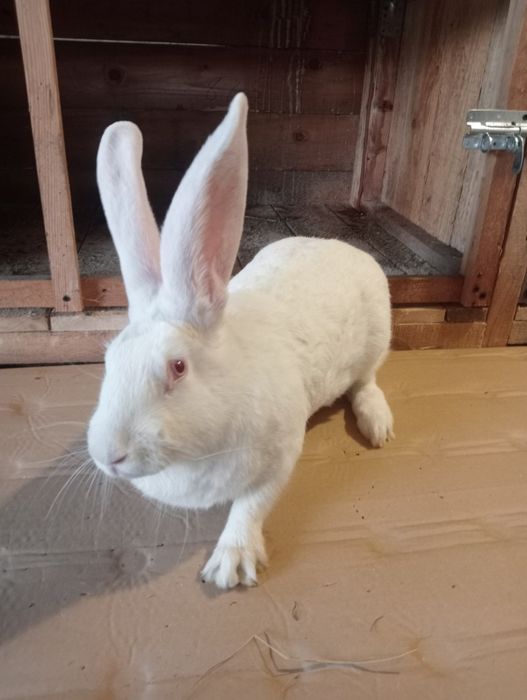 De vânzare iepuri de casa