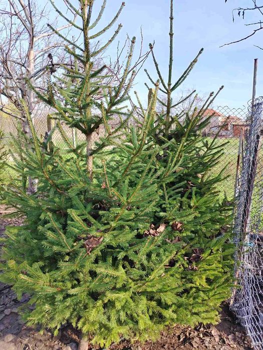 Коледни елхи от 1м до 2м