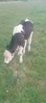 Se vinde 2 taurasi și o vaca .3 luni  mănâncă pasc
