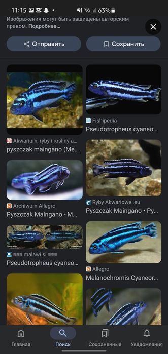 Afrika balula sotiladi xishnik