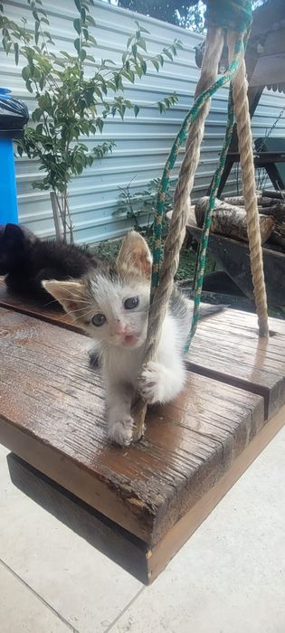Donez un pisoi foarte dragut si jucaus