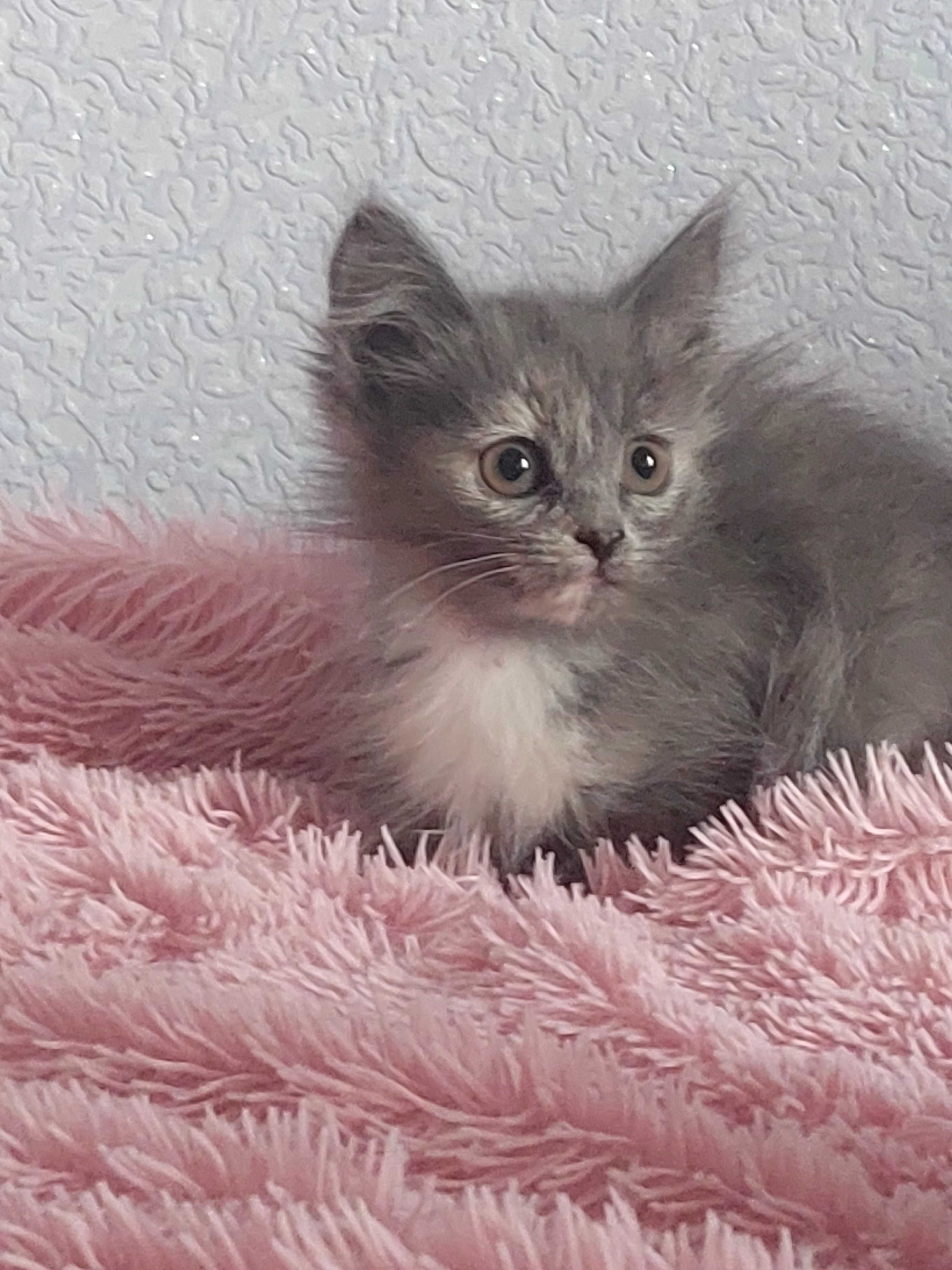 Отдам котят в добрые руки
