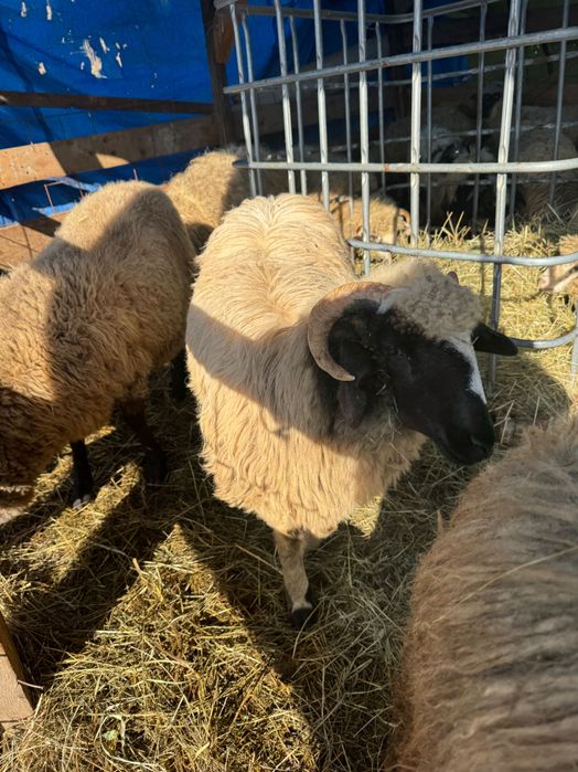 Vand miele din mame bune de lapte