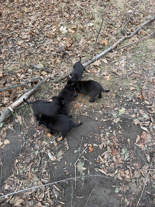 в добрые руки пристраиваются щенки