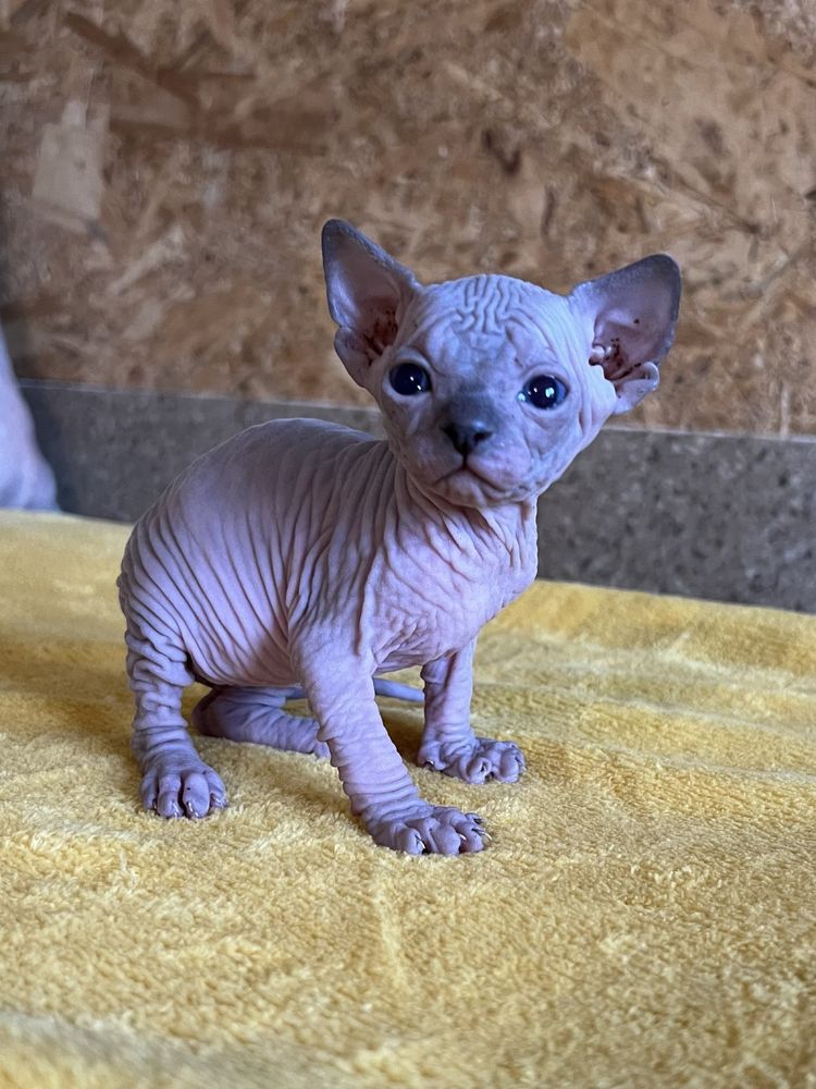 Sphynx cu pedigree