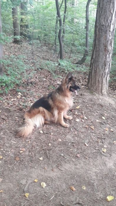 Dresaj Canin 34 ani de experienta