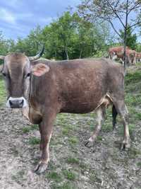 Vând vaca brună de Maramureș