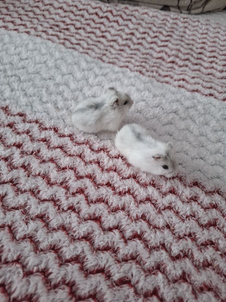 Vand  pui hamsteri