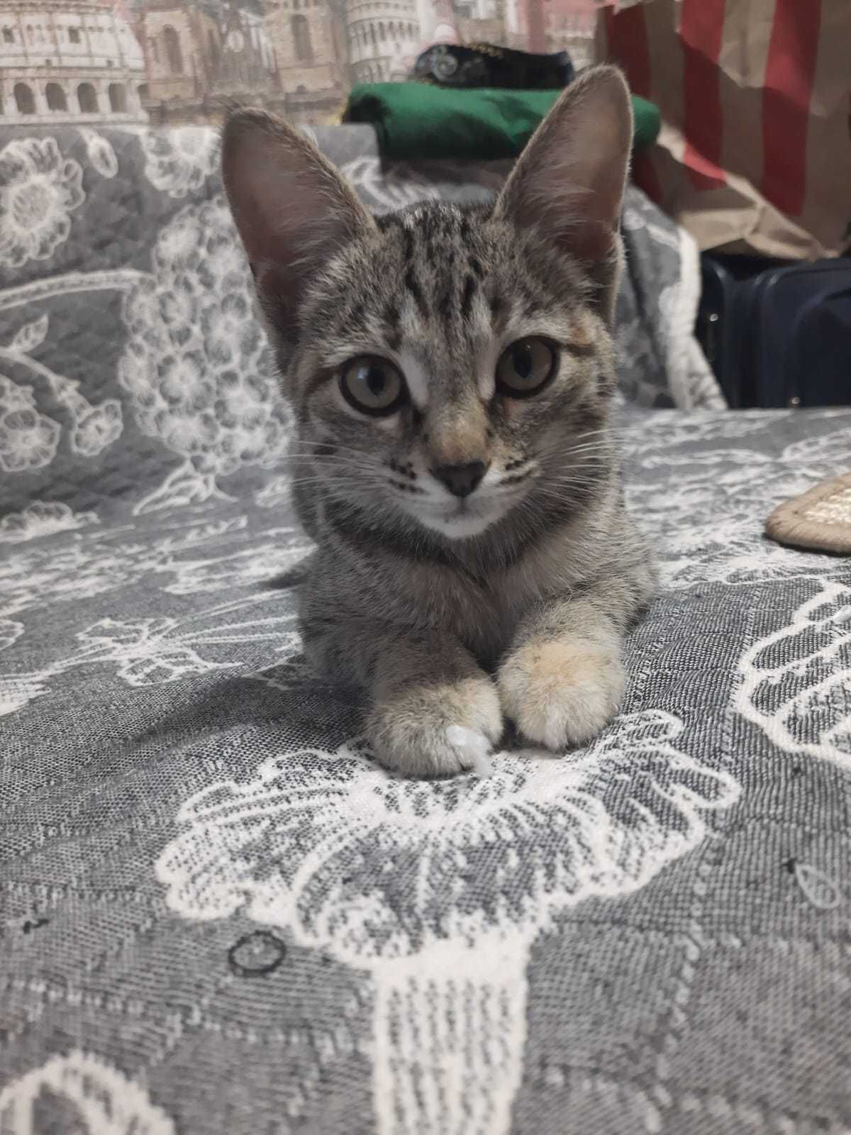 Кошечка срочно ищет дом