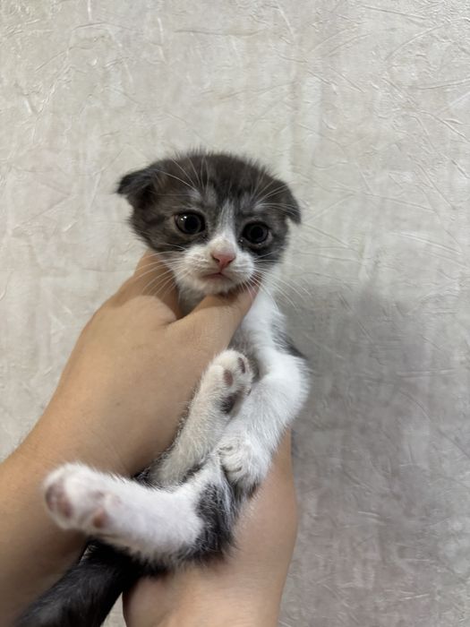 Вислаухи котят 10000 тенге
