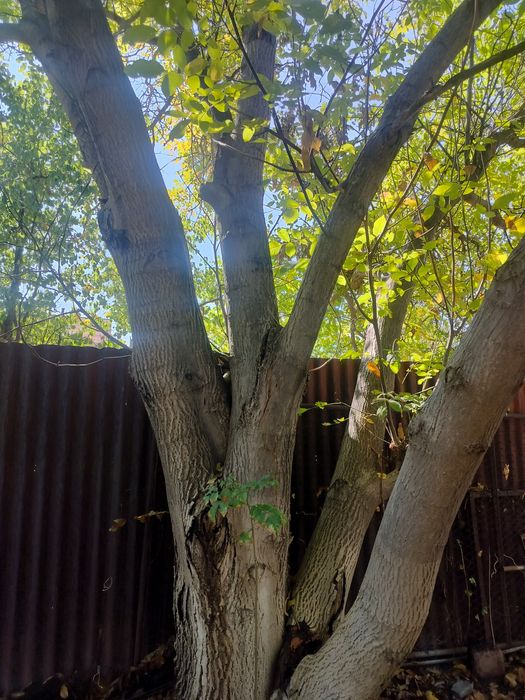 Бесплатно, дерево орех., самовывоз,  отдам  даром дерево орех более 25