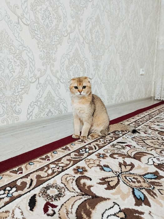 Золотистый шиншила