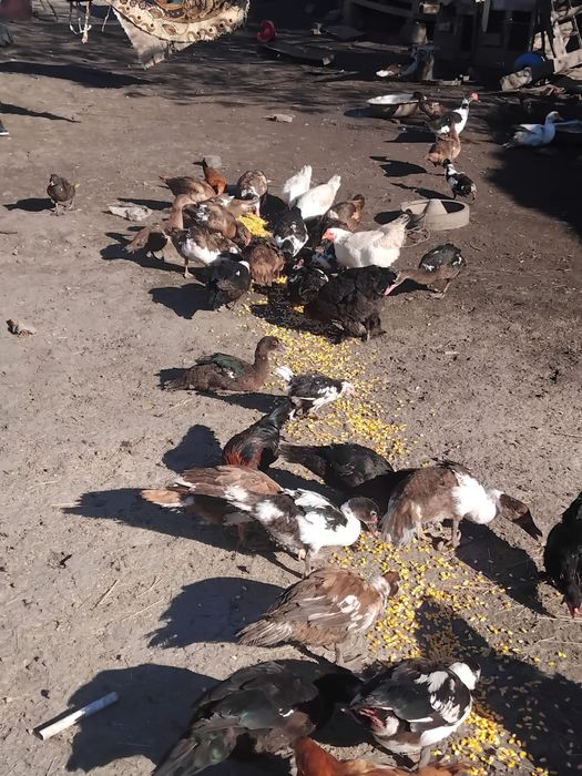 De vânzare rațe mute