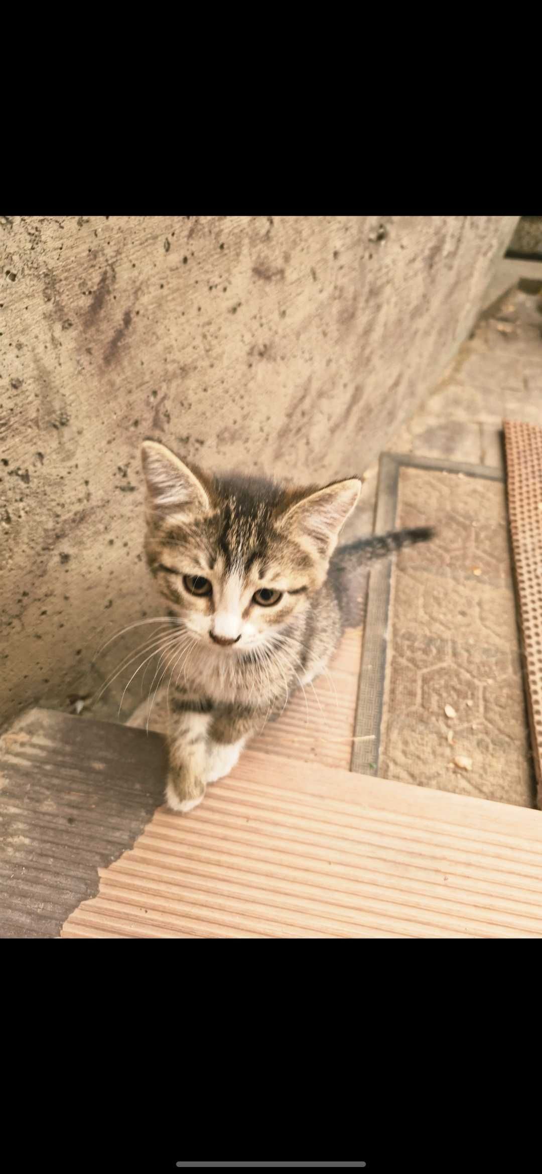 Котятки ждут своих хозяев