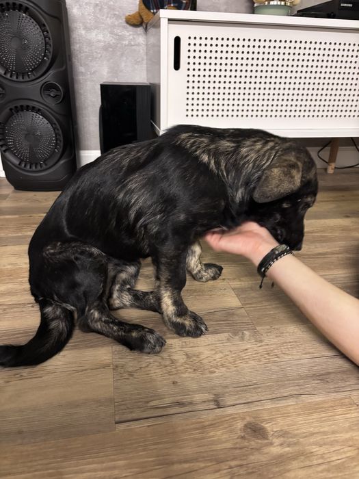 Fetita de talie mica cauta un adapost calduros