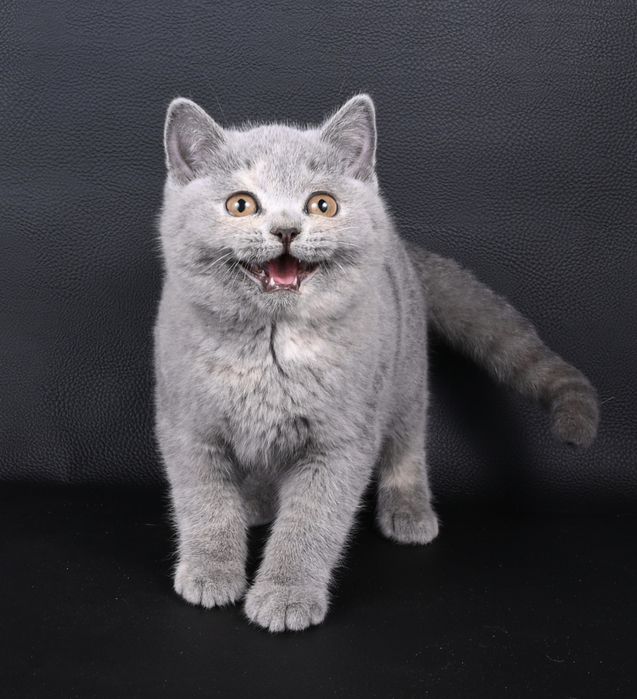 Pisicuța British  Shorthair   blue cream tortie cu pedigree