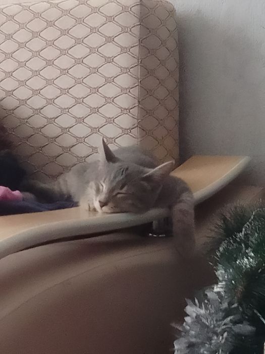 Отдам котенка за добрые руки