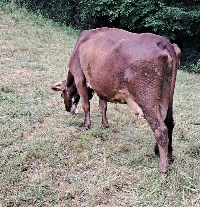 Vând Vaca - Brună de Maramures