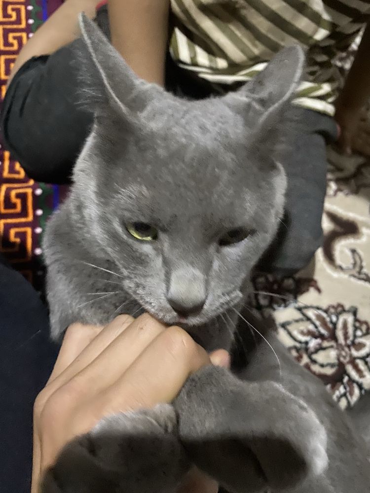 кошка 1 йил гартая