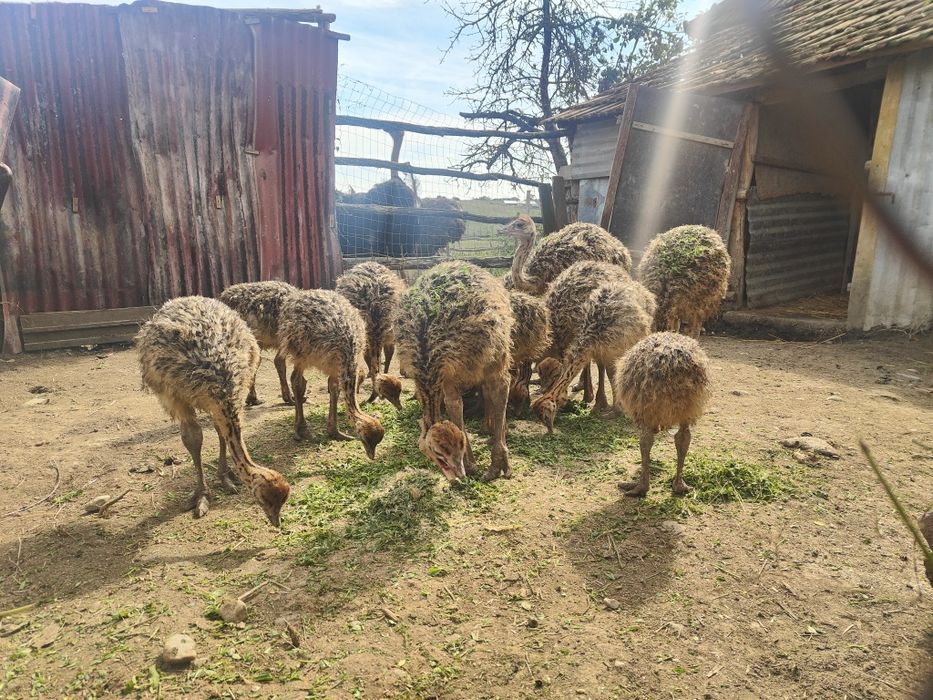 Vând pui de struți