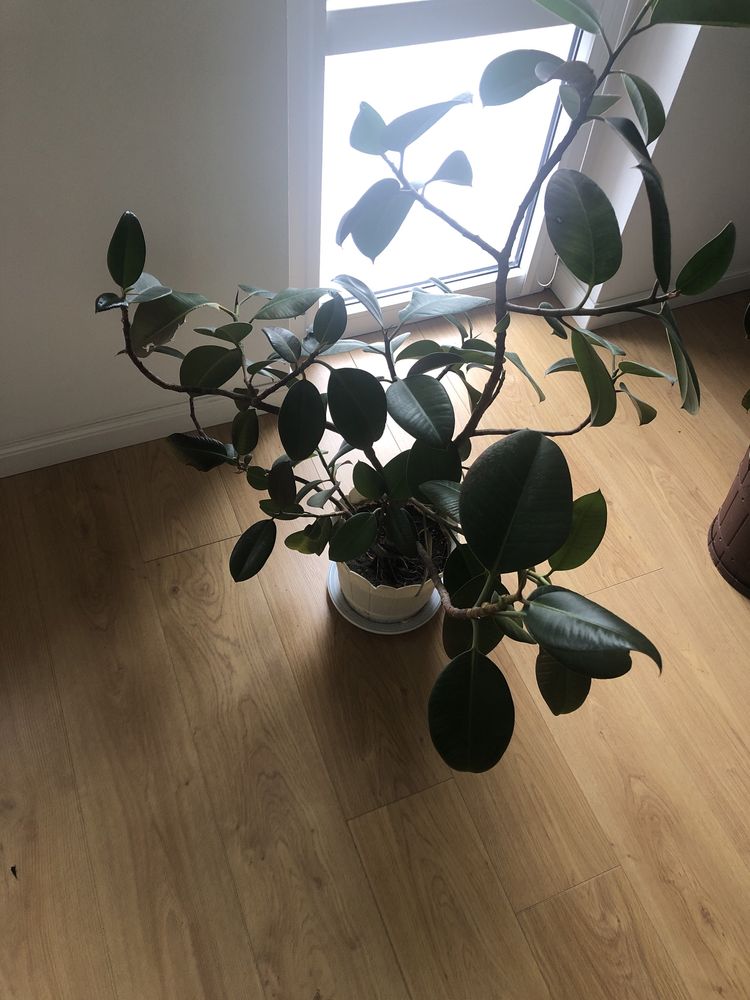 Flori de vanzare :FICUS