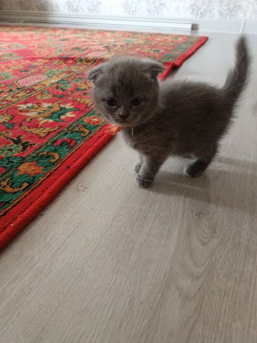 Котята британская шиншила