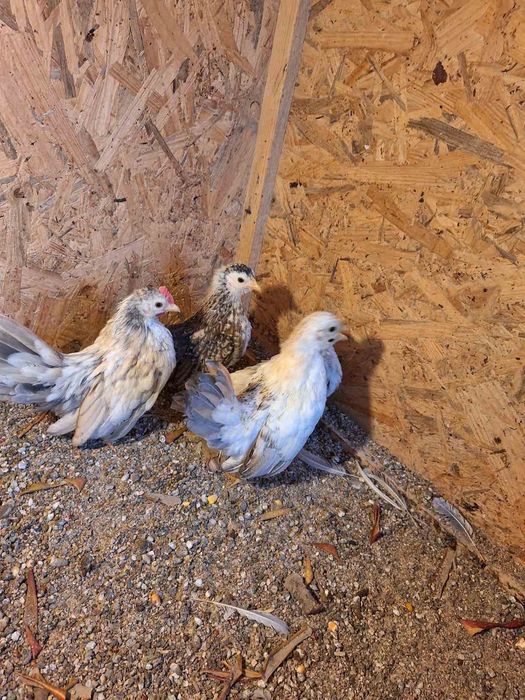 Продавам малайзийски серами