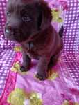 Labrador ciocolatiu