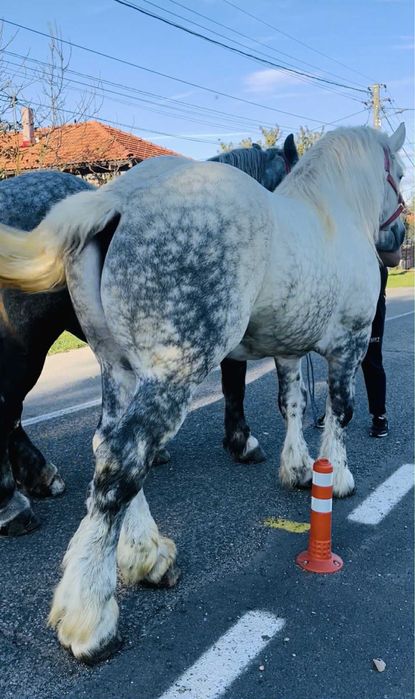 Mânză Percheron de 5 luni