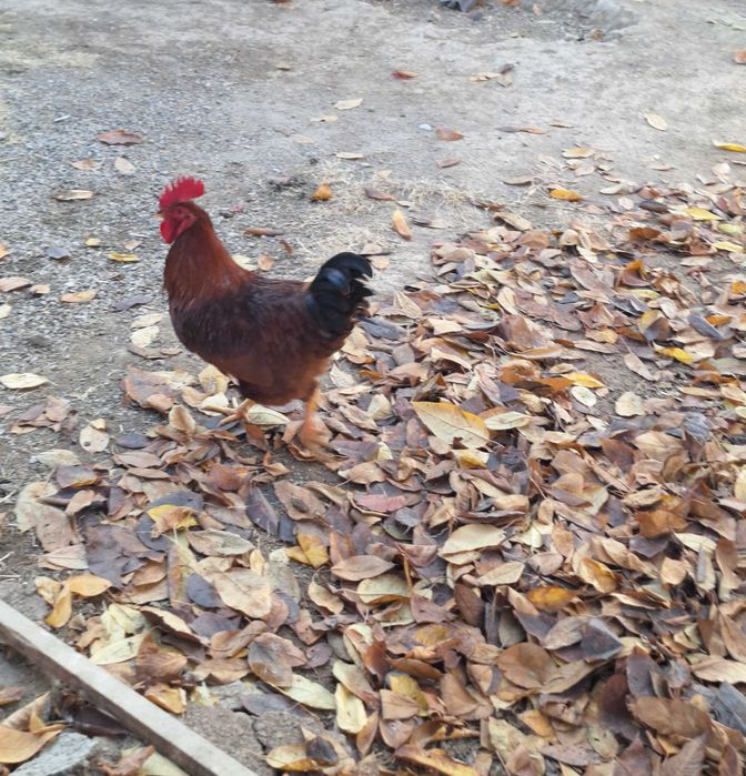 Хан Хяп хурозлари