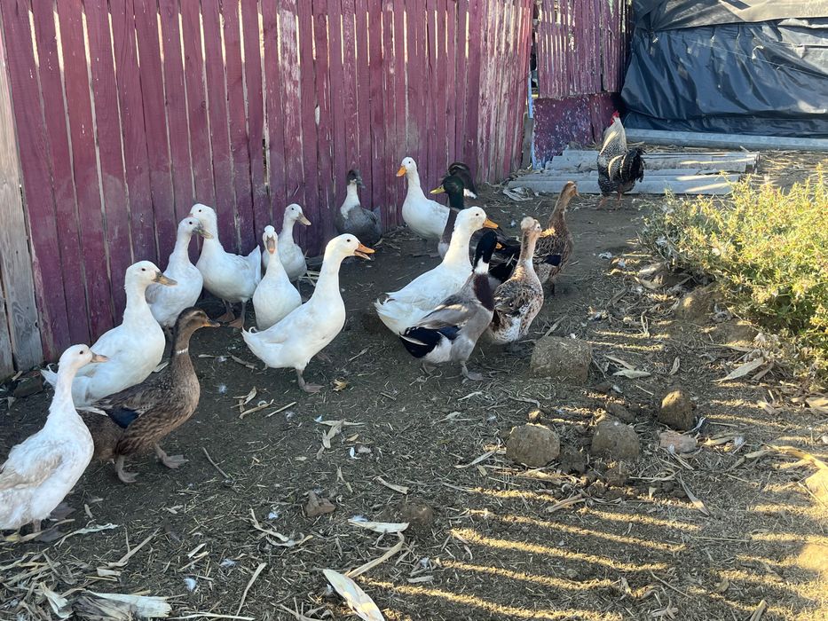 rațe românești și rouen