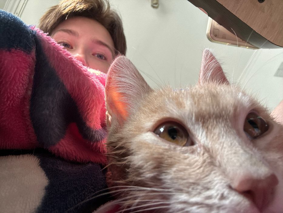 Котенок ищет дом