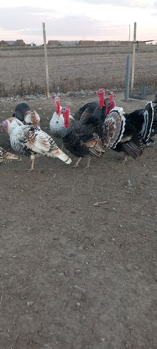 Curcani tineri de vânzare