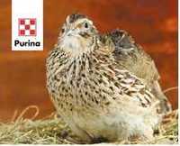 Комбикорм для перепелов "Старт"  Purina®, 25 кг