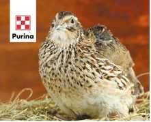 Комбикорм для перепелов "Старт"  Purina®, 25 кг