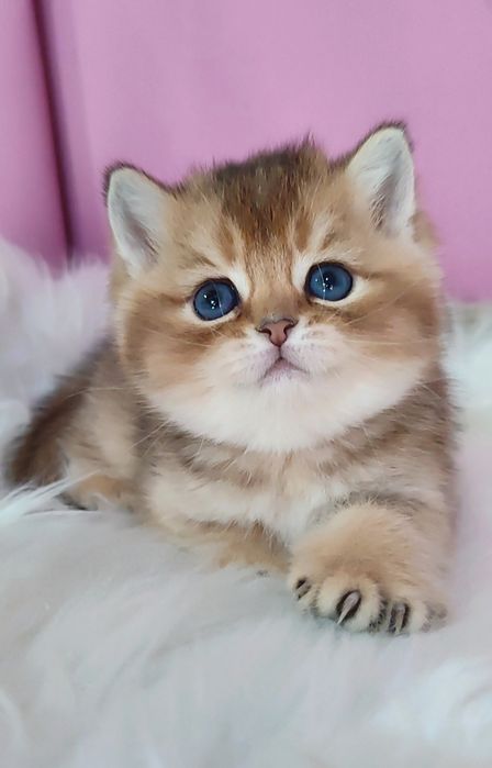 Золотая шиншила мальчик