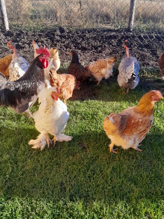 Vînd gaini de casa de anul trecut