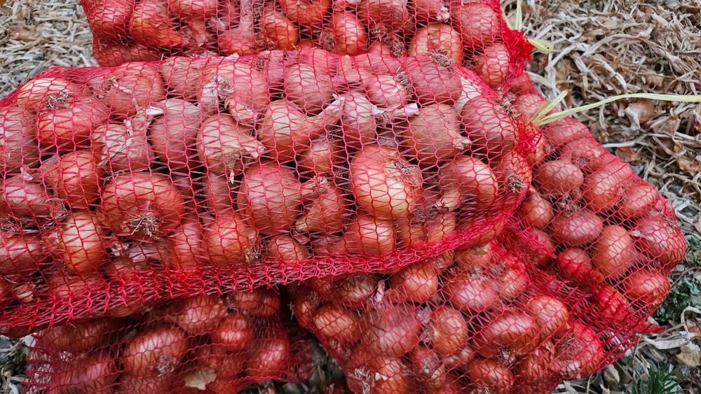 Лук и балучка на гаци