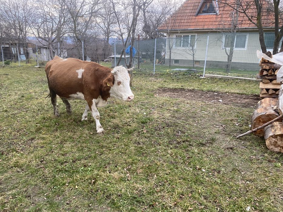 Vând vacă bălțată românască