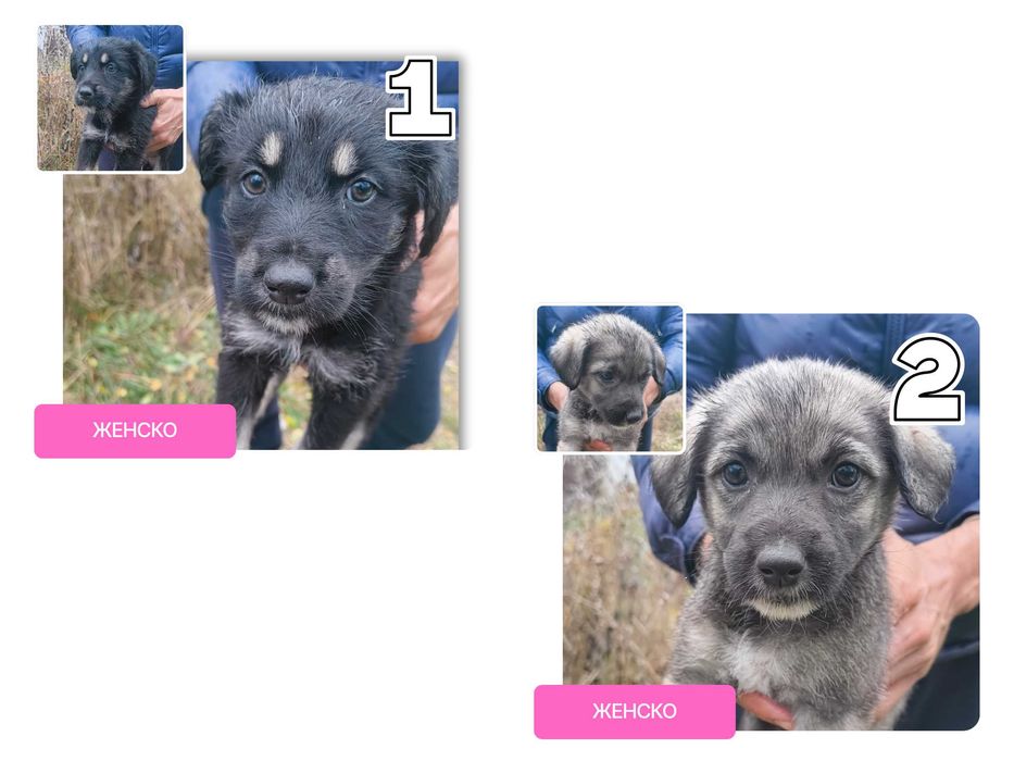 Подарявам кученца (4 броя)